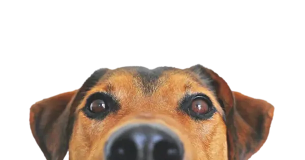 Hund Hund